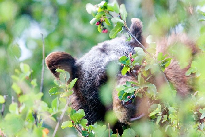 Half-Day Wildlife Safari Tour in Grand Teton National Park - Mormon Row: historic buildings beneath the peaks