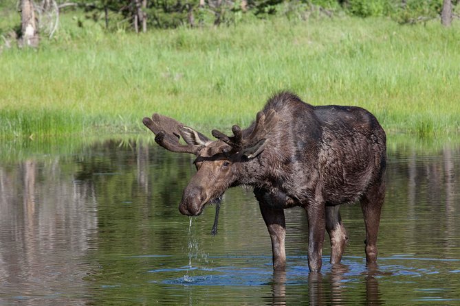 Half-Day Wildlife Safari Tour in Grand Teton National Park - Pickup times and the shape of the day