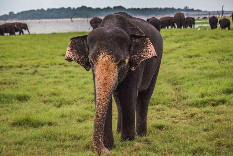 Hambantota Port: Udawalawe Safari Tour & Transit Home Visit - Practical questions to settle before pickup