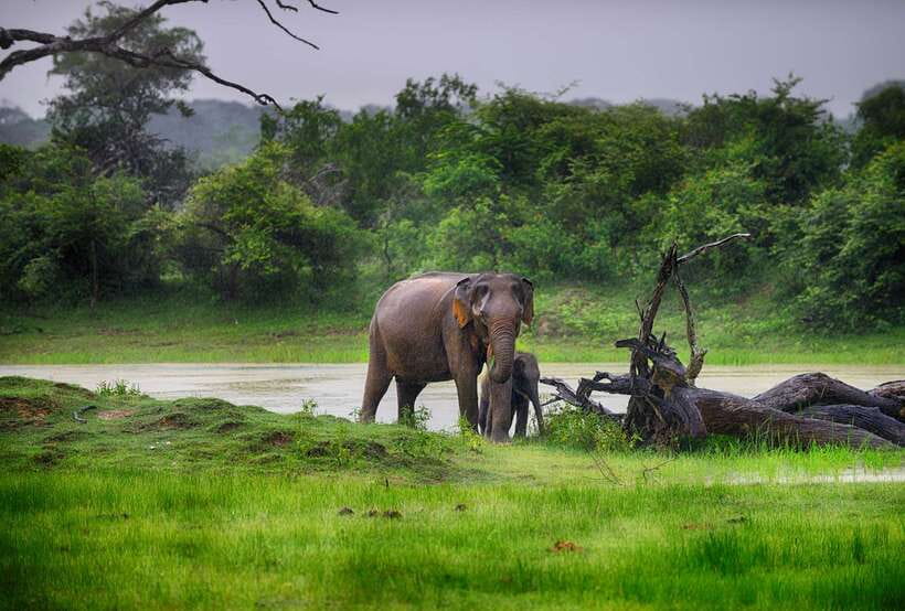 Hambantota Port: Udawalawe Safari Tour & Transit Home Visit - The jeep safari: what you may see