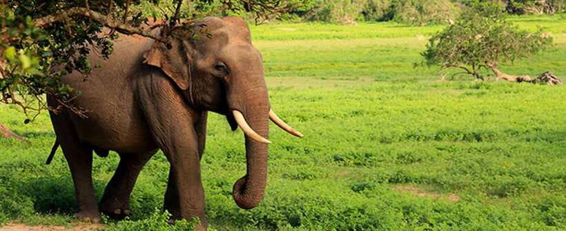 Hambantota Port: Udawalawe Safari Tour & Transit Home Visit - The Elephant Transit Home and its feeding time