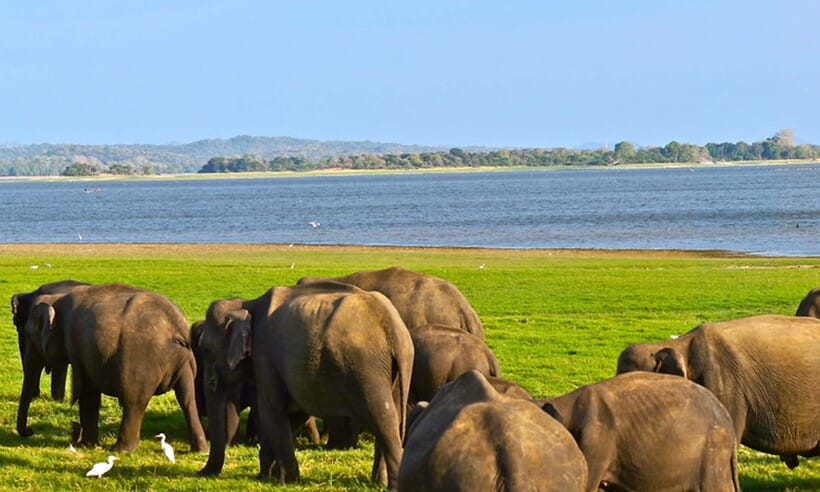 Hambantota Port: Udawalawe Safari Tour & Transit Home Visit - Guides, drivers, and communication