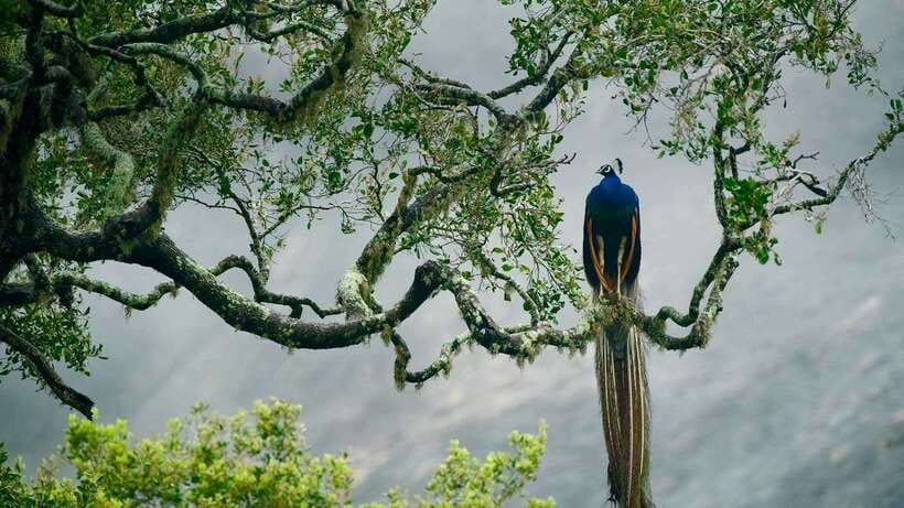 Hambantota Port: Udawalawe Safari Tour & Transit Home Visit - What makes Udawalawe National Park special