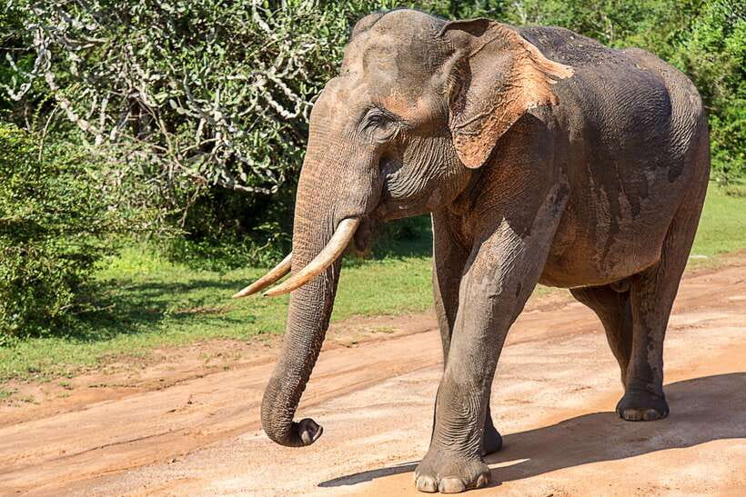 Hambantota Port: Yala National Park Safari (Shore Excursion) - What the five-hour 4x4 safari is like