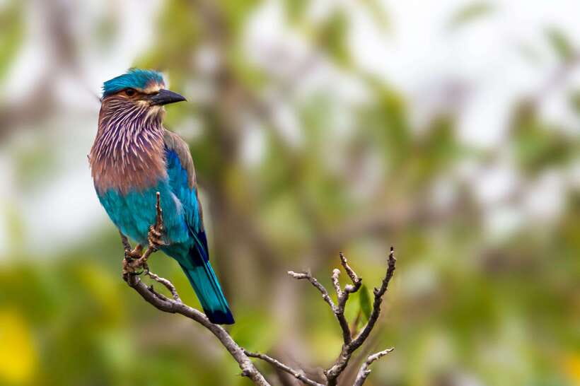 Hambantota Port: Yala National Park Safari (Shore Excursion) - Crocodiles, buffalo, deer, and birds add variety