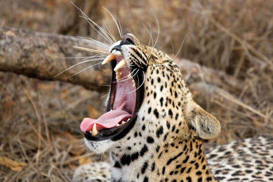 Hambantota Port: Yala National Park Safari (Shore Excursion) - The guide can make or break the day