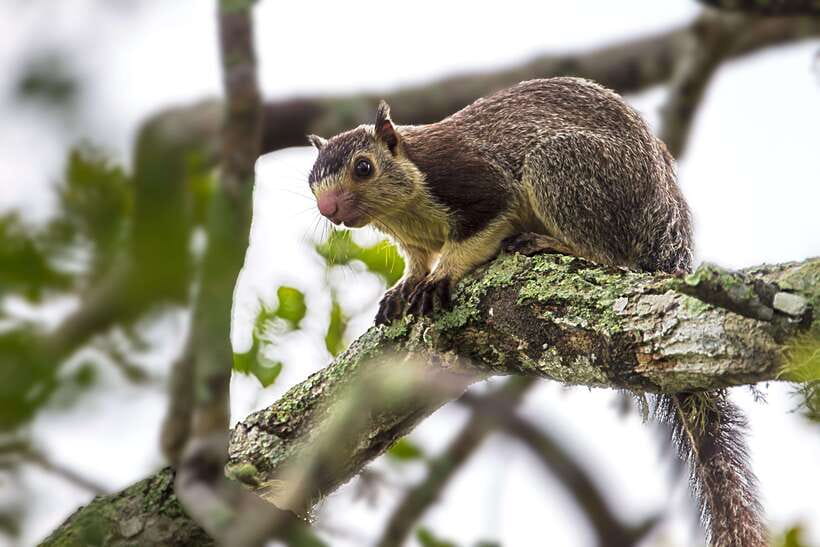 Hambantota Port: Yala National Park Safari (Shore Excursion) - Who will enjoy this shore excursion most