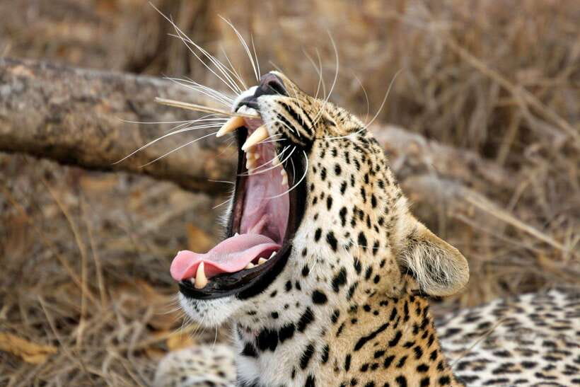 Hambantota Port: Yala National Park Safari (Shore Excursion) - Elephants may be the most reliable highlight