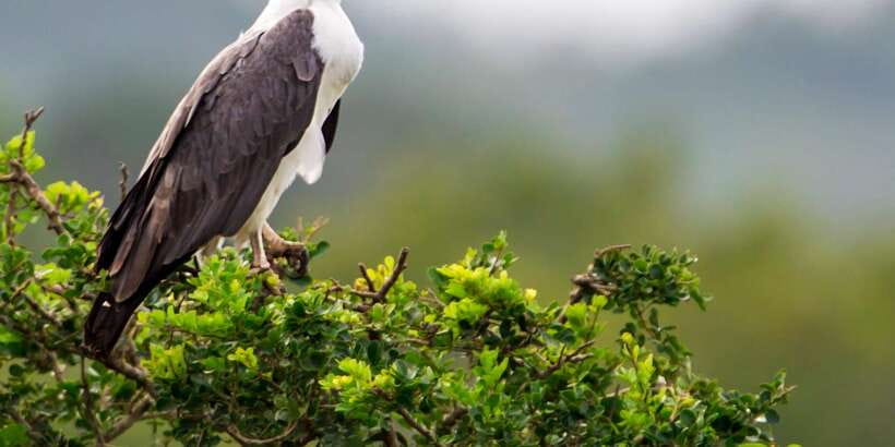 Hambantota Port: Yala National Park Wildlife Safari in a 4x4 - Practical tips for a better day