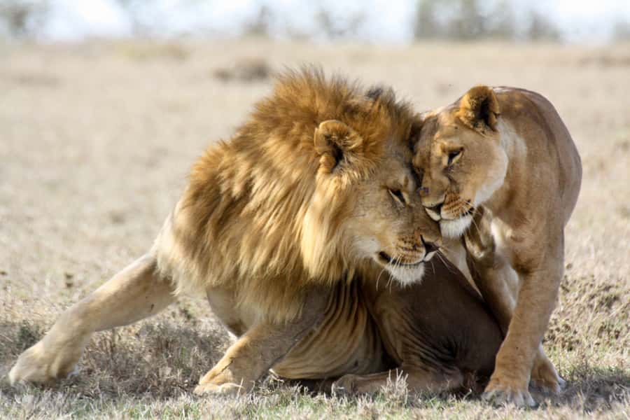 Hartbeespoort: Lion and Safari Park Guided Tour - Key points to know before you book