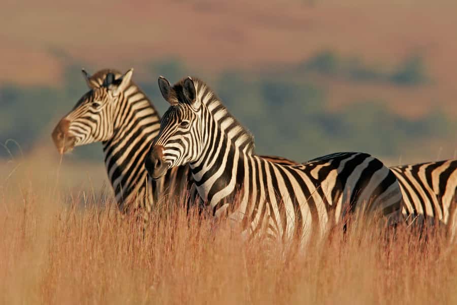 Hartbeespoort: Lion and Safari Park Guided Tour - A compact safari near Hartbeespoort