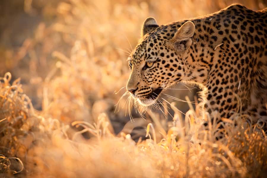 Hartbeespoort: Lion and Safari Park Guided Tour - Starting at the departure lounge