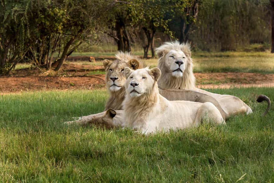 Hartbeespoort: Lion and Safari Park Tour - What the three-hour safari actually feels like