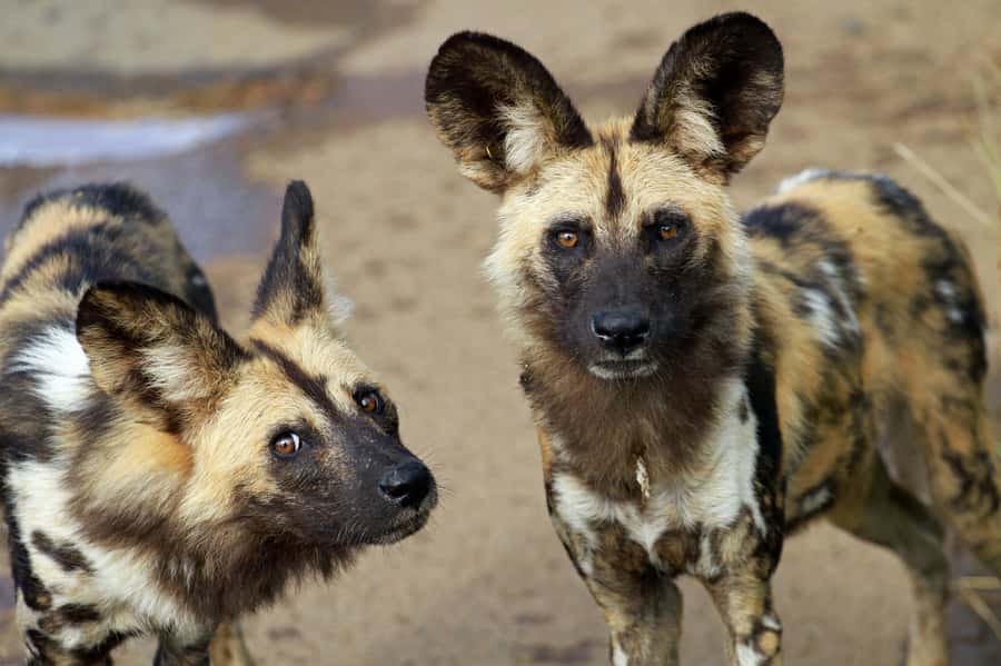 Hartbeespoort: Lion and Safari Park Tour - Hyenas, leopards, and antelopes add variety