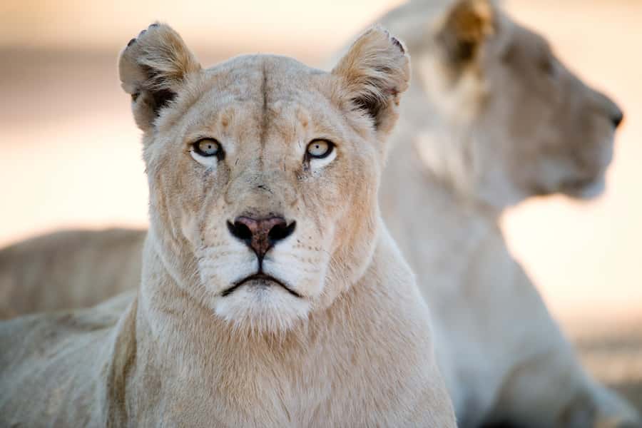 Hartbeespoort: Lion and Safari Park Tour - Photographing predators from the safari truck