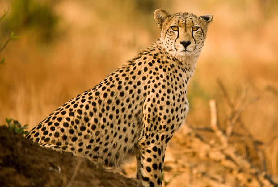 Hartbeespoort: Predator Safari with a Guide - What this one-hour safari is really about