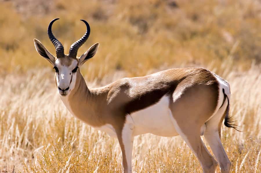 Hartbeespoort: Predator Safari with a Guide - Starting at the Lion & Safari Park departure lounge