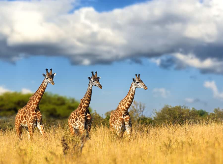 Hartbeespoort: Self-Drive Lion and Safari Park Tour - A self-drive safari near Johannesburg