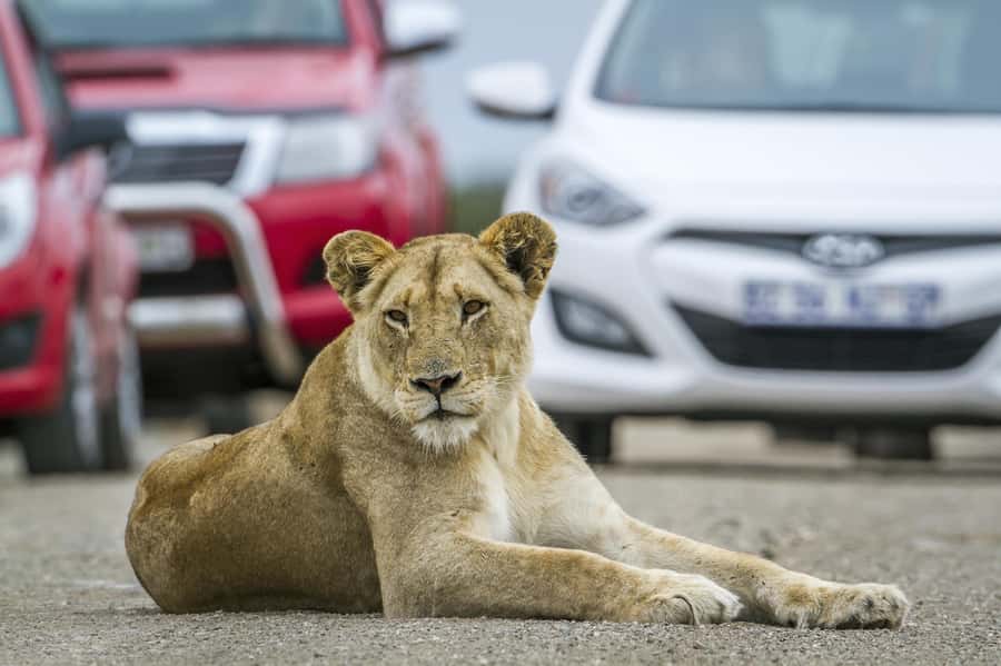 Hartbeespoort: Self-Drive Lion and Safari Park Tour - What the route includes