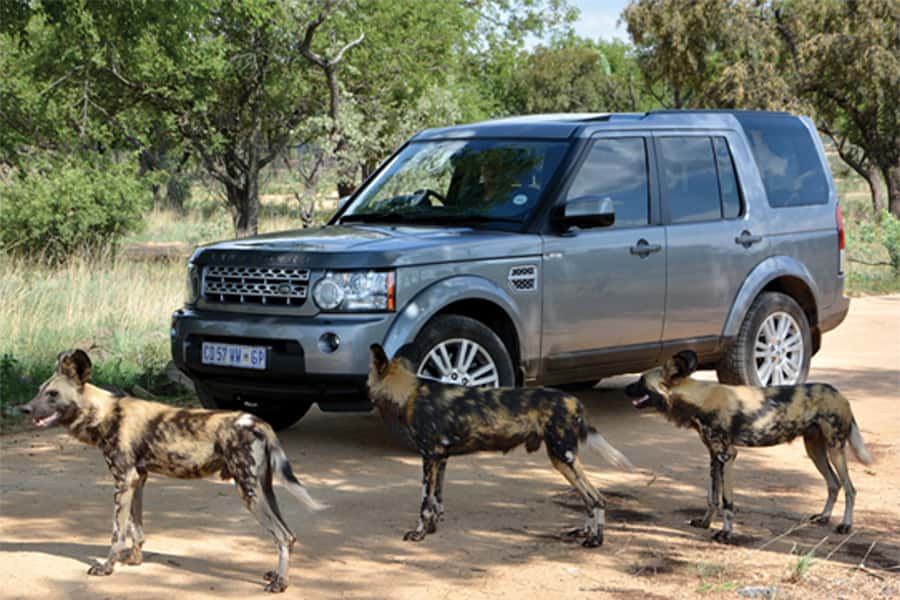 Hartbeespoort: Self-Drive Lion and Safari Park Tour - Lion feeding at 12:00 PM and 3:00 PM