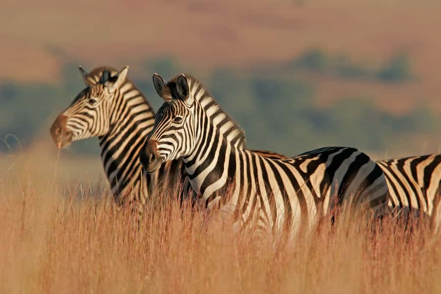 Hartbeespoort: Self-Drive Lion and Safari Park Tour - How long should you allow?
