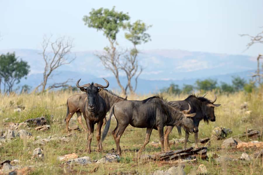 Hartbeespoort: Self-Drive Lion and Safari Park Tour - The freedom, and the limits, of driving yourself