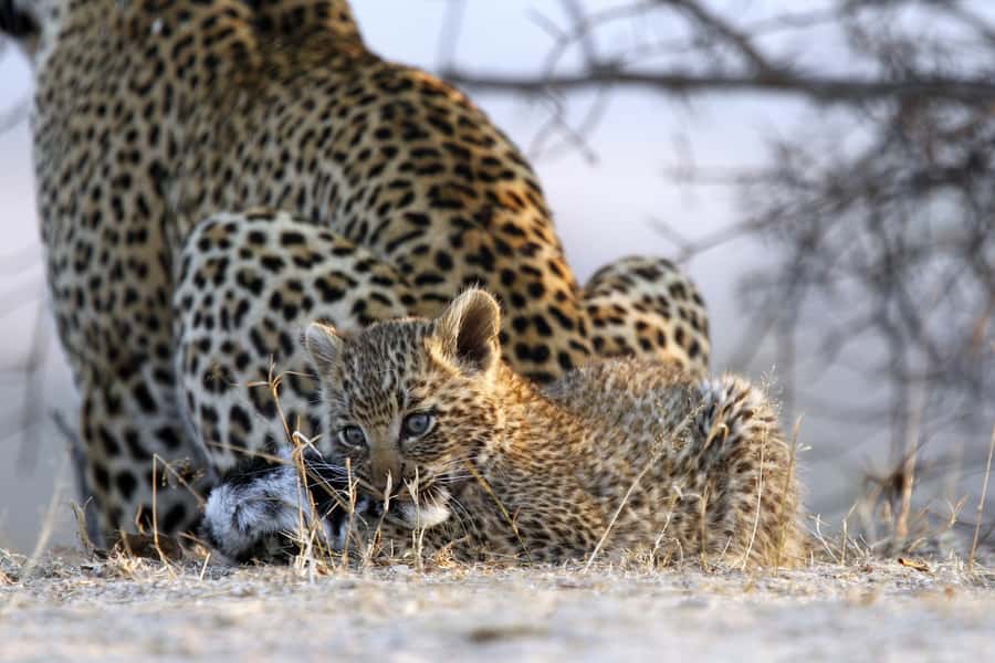 Hazyview: Private Full-Day Guided Kruger Safari - Trees, medicinal plants, and the parts between sightings