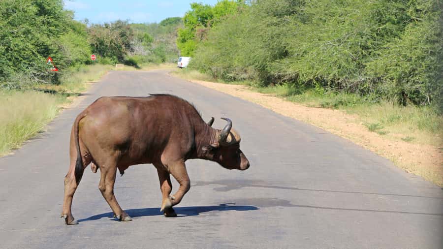 Hazyview: Private Full-Day Guided Kruger Safari - Breakfast after the morning drive