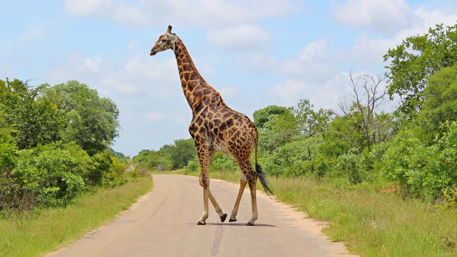 Hazyview: Private Full-Day Guided Kruger Safari - Rivers, mountain areas, and the afternoon drive