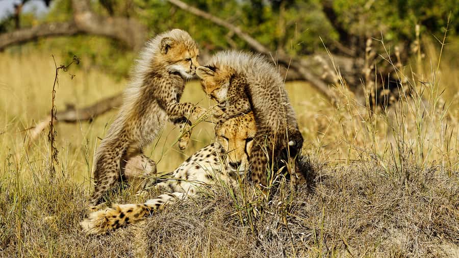 Hazyview: Private Full-Day Guided Kruger Safari - What wildlife sightings can really mean