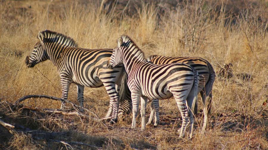 Hazyview: Private Full-Day Guided Kruger Safari - Why the private format is worth considering