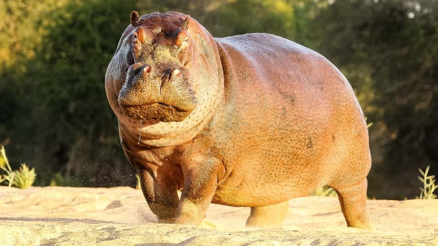 Hazyview: Private Full-Day Guided Kruger Safari - Guides who shape the experience
