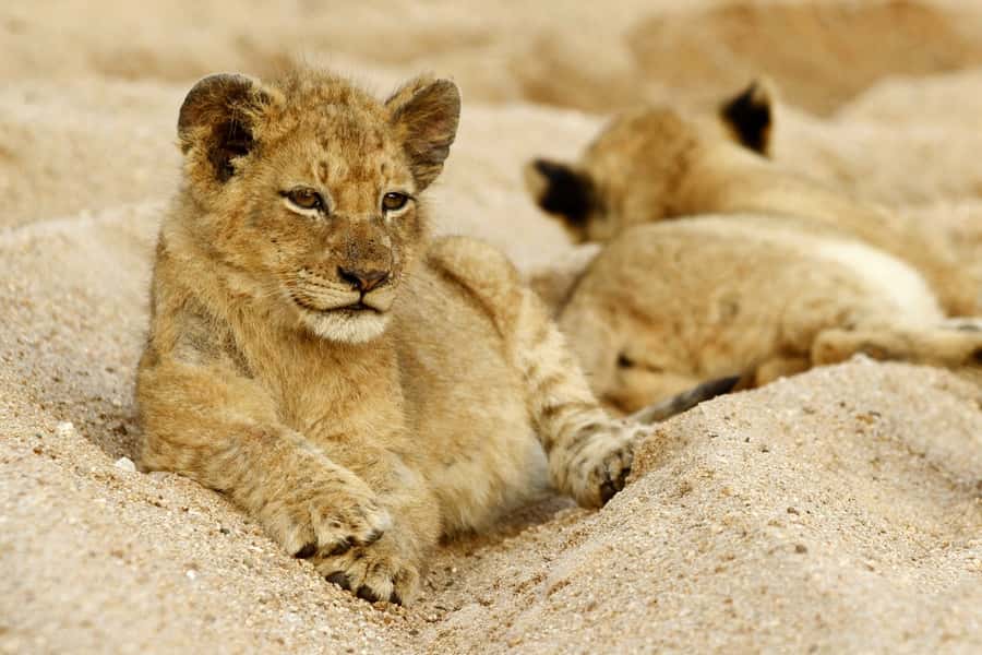 Hazyview: Private Full-Day Guided Kruger Safari - The first three-hour game drive