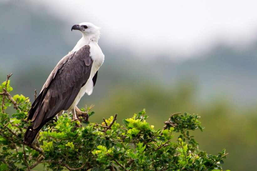 Hikkaduwa/Galle/Weligama/Mirissa/Tangalle: Udawalawa Safari - Should you book the Udawalawe safari?