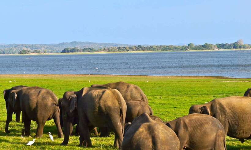 Hikkaduwa/Galle/Weligama/Mirissa/Tangalle: Udawalawa Safari - Elephants in open country