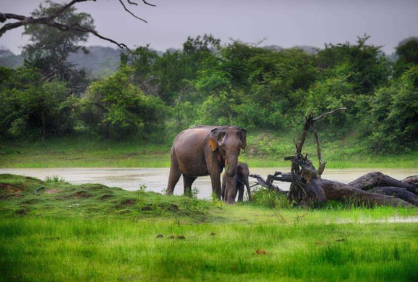 Hikkaduwa/Galle/Weligama/Mirissa/Tangalle: Udawalawa Safari - What the $27 price really buys you