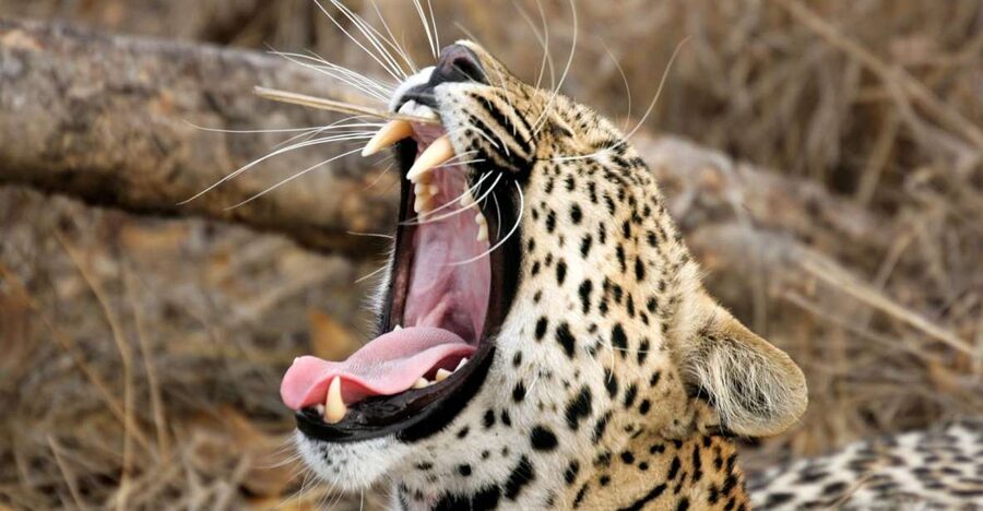 Hikkaduwa/Galle/Weligama/Mirissa/Tangalle: Yala Safari Tour - Elephants, crocodiles, and the smaller sightings