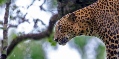 Hikkaduwa/Galle/Weligama/Mirissa: Yala National Park Safari