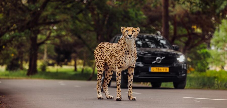 Hilvarenbeek: Safaripark Beekse Bergen Entry Ticket - Why the three-safari format works