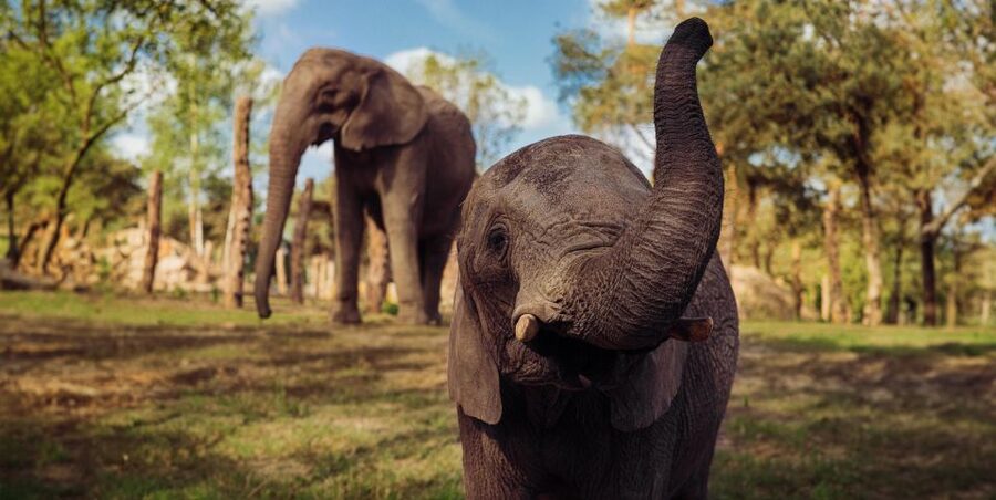 Hilvarenbeek: Safaripark Beekse Bergen Entry Ticket - Should you book this safari park ticket?