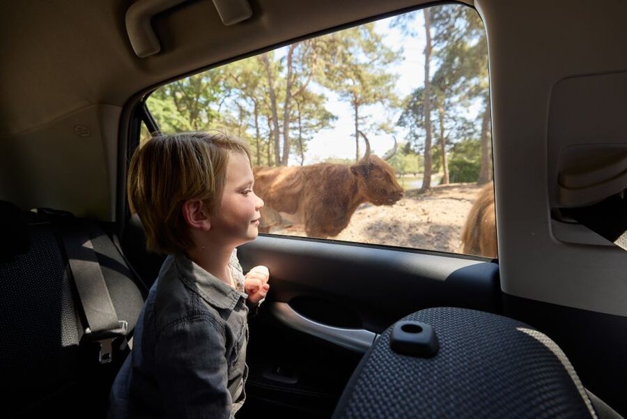 Hilvarenbeek: Safaripark Beekse Bergen Entry Ticket - The walking safari, the best place to slow down