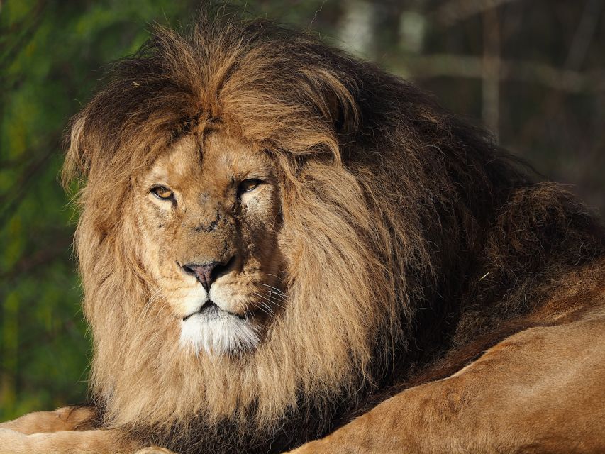 Hilvarenbeek: Safaripark Beekse Bergen Entry Ticket - Is the $35 price good value?