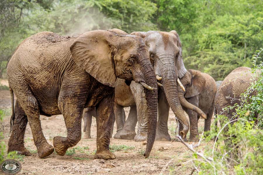 Hluhluwe-Imfolozi: Big 5 Full or Half-Day Safari - What the small-group vehicle changes