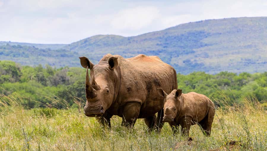 Hluhluwe-Imfolozi: Big 5 Full or Half-Day Safari - Looking for lions, elephants, and rhinos