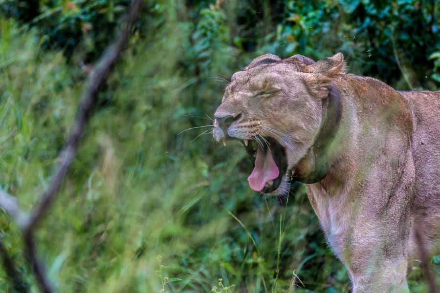 Hluhluwe-Imfolozi: Big 5 Full or Half-Day Safari - The South African barbecue lunch