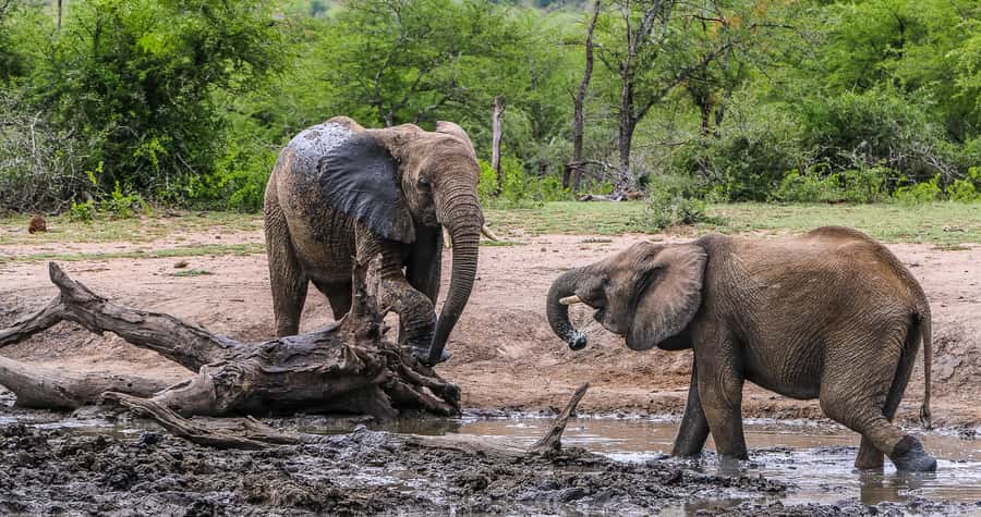 Hluhluwe-Imfolozi: Big 5 Full or Half-Day Safari - Full-day or half-day?