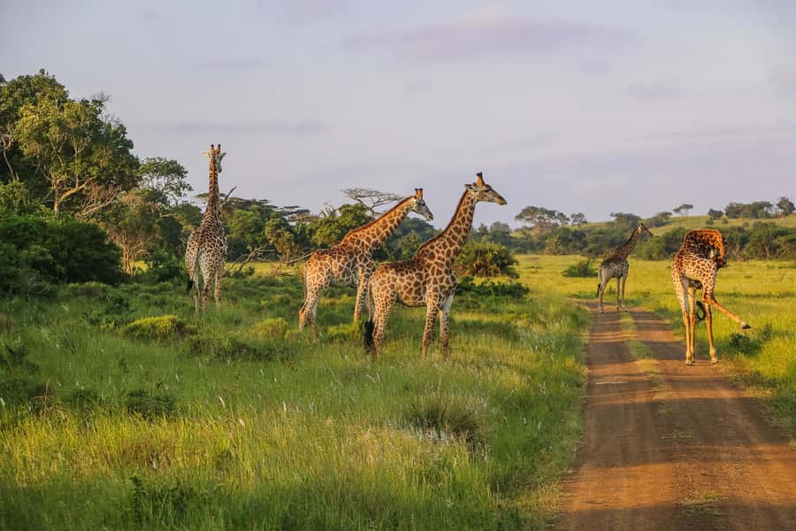 Hluhluwe-Imfolozi: Big 5 Full or Half-Day Safari - Weather, comfort, and practical planning