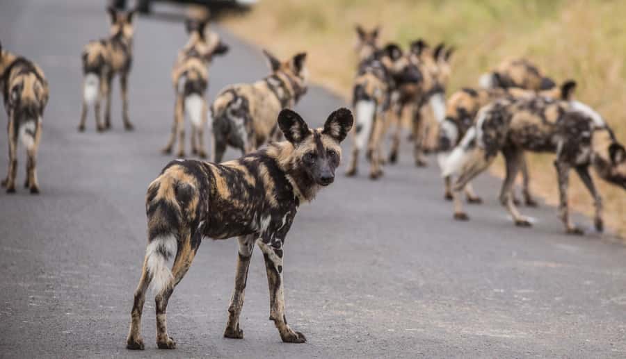 Hluhluwe-Imfolozi: Big 5 Full or Half-Day Safari - Is $87 good value?