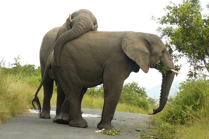 Hluhluwe Imfolozi Big 5 Reserve day Safari from Durban - Why Hluhluwe Imfolozi works as a Durban safari