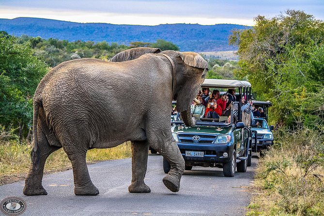 Hluhluwe-Imfolozi Park Full Day Big 5 Safari Tour - Why a full day in Hluhluwe-Imfolozi Park matters